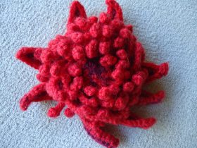 waratah